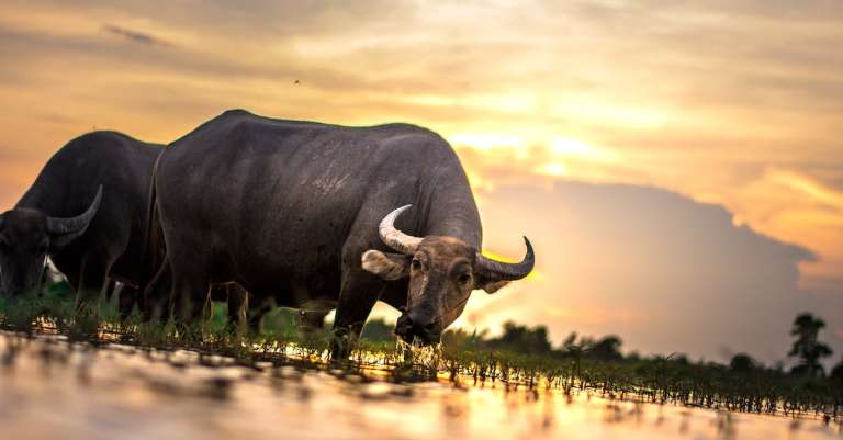 twee-waterbuffels