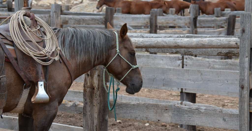 bruin-paard-binnen-houten-hek-1