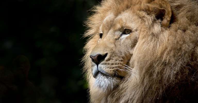 close-up-fotografie-van-bruine-leeuw-2