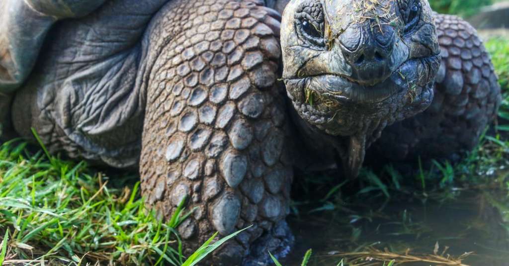 close-upfoto-van-galapagos-schildpad-1