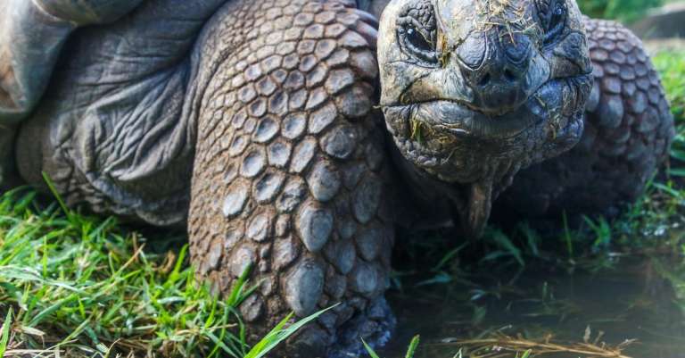close-upfoto-van-galapagos-schildpad-1