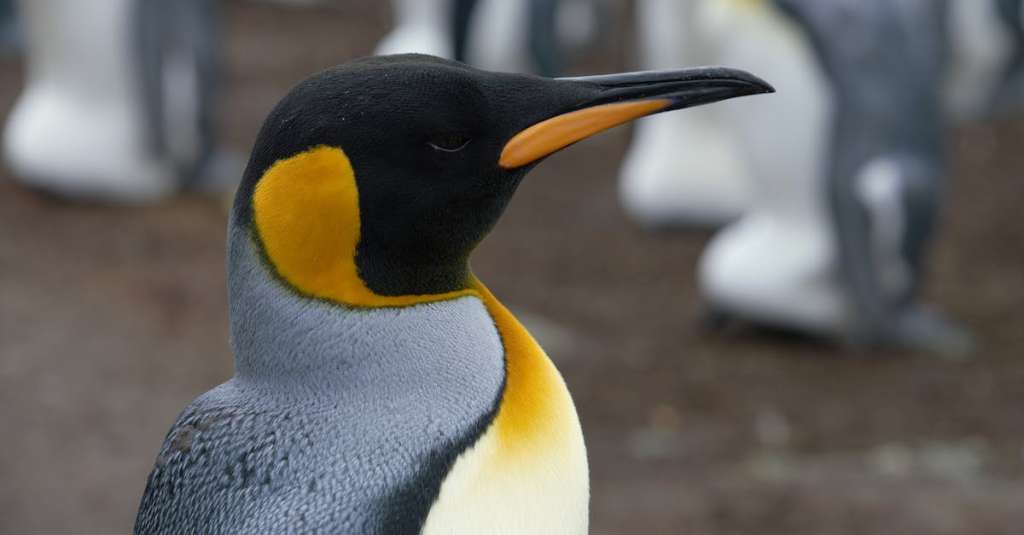 gratis-stockfoto-met-aanbiddelijk-antarctica-aquatisch