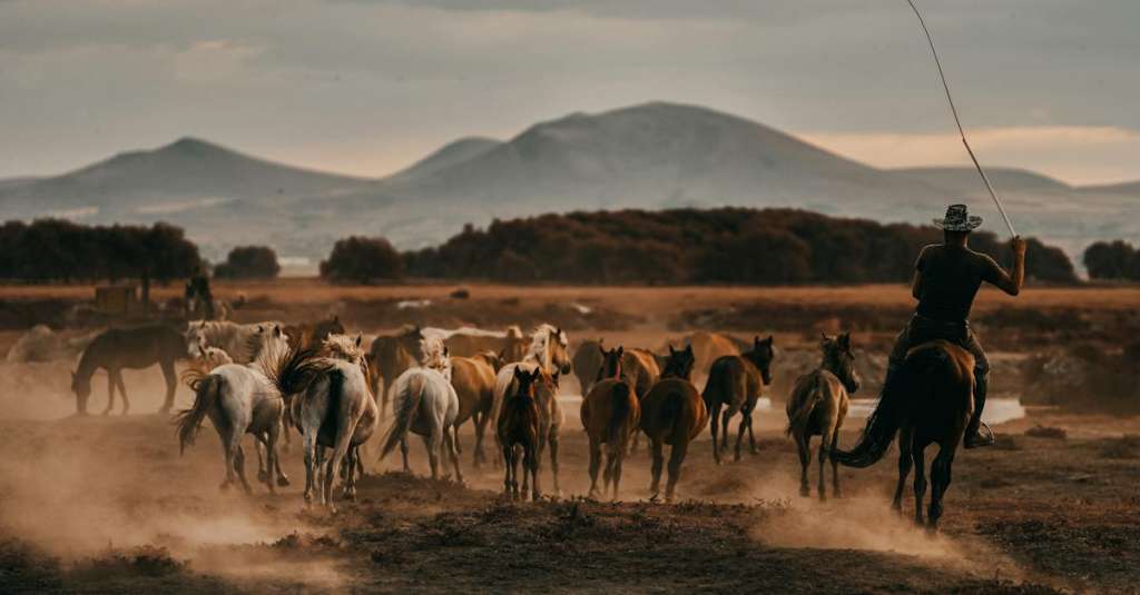 gratis-stockfoto-met-achteraanzicht-achtergrond-amerikaanse-cowboy-2
