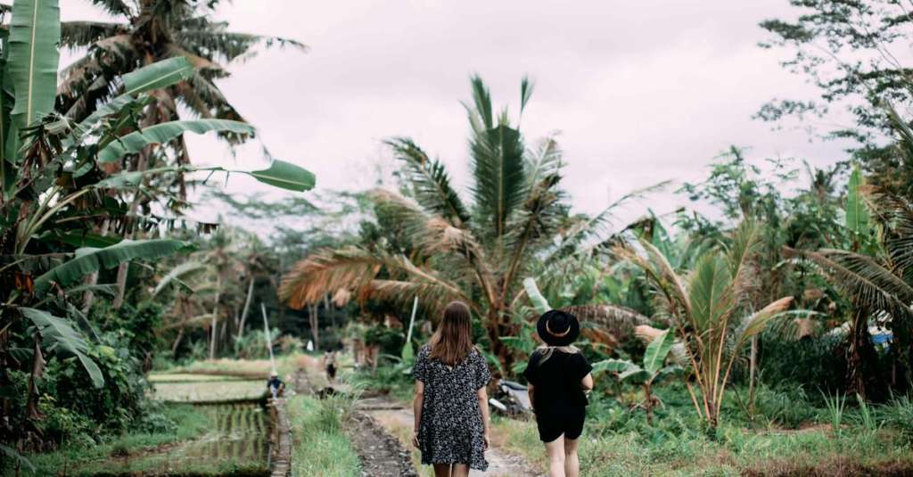 gratis-stockfoto-met-achteraanzicht-banaan-bomen