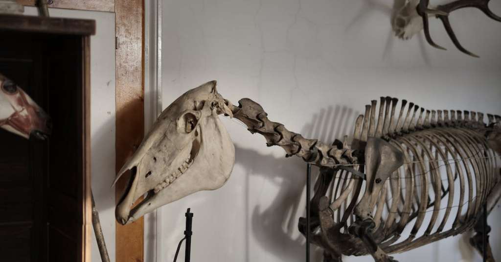 gratis-stockfoto-met-anatomie-archeologie-beest