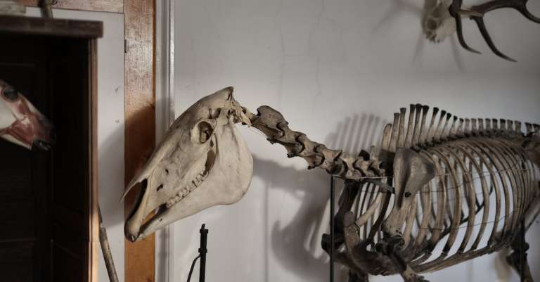gratis-stockfoto-met-anatomie-archeologie-beest