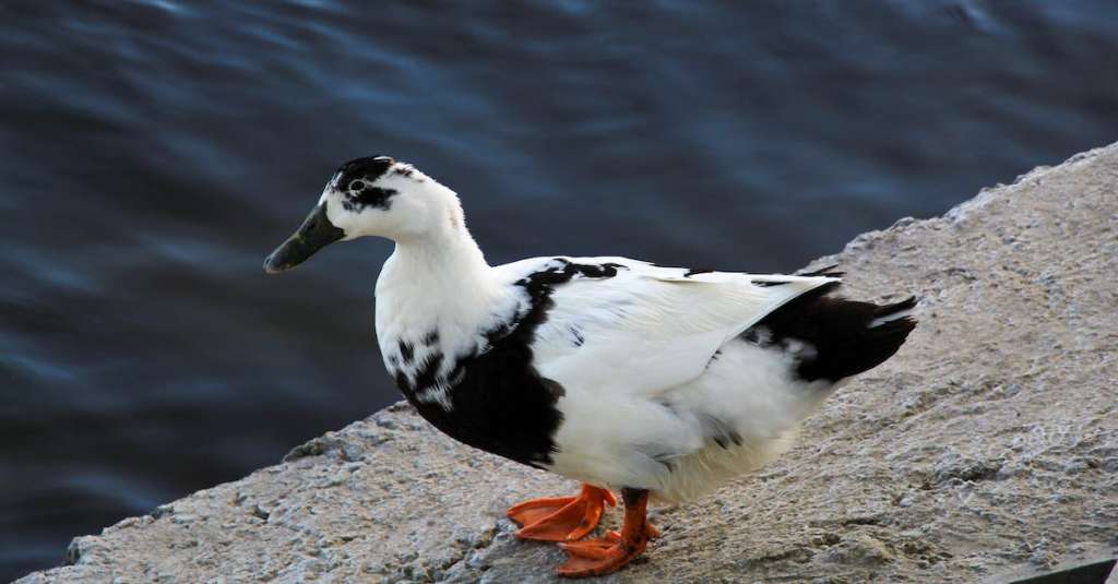gratis-stockfoto-met-ancona-eend-beest-birdwatching