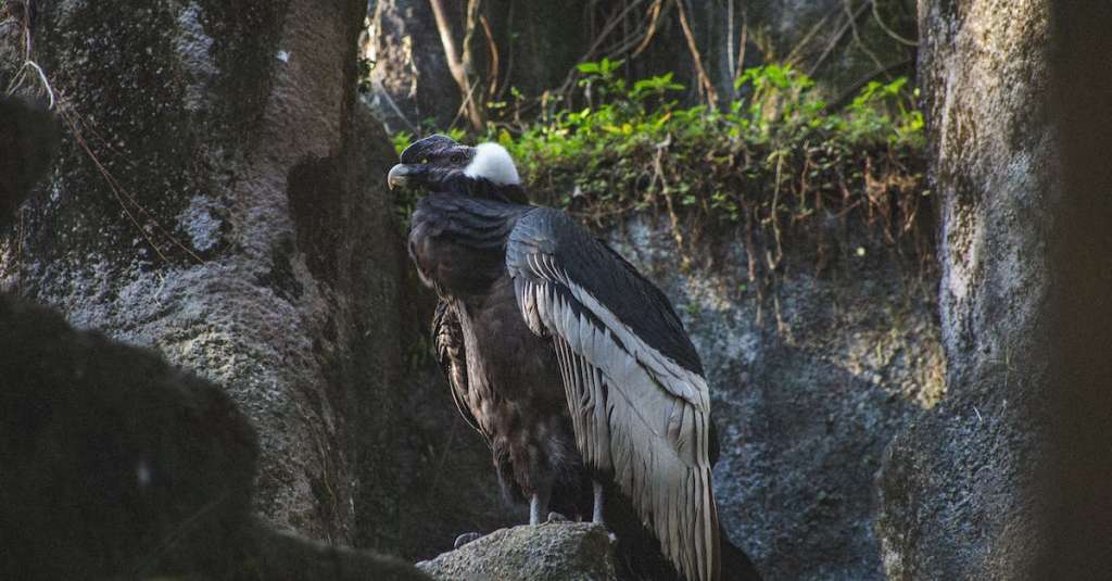 gratis-stockfoto-met-andes-attent-aviaire