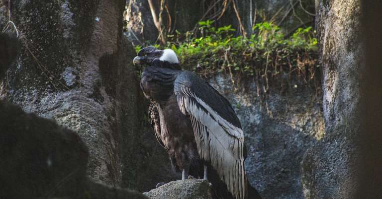gratis-stockfoto-met-andes-attent-aviaire