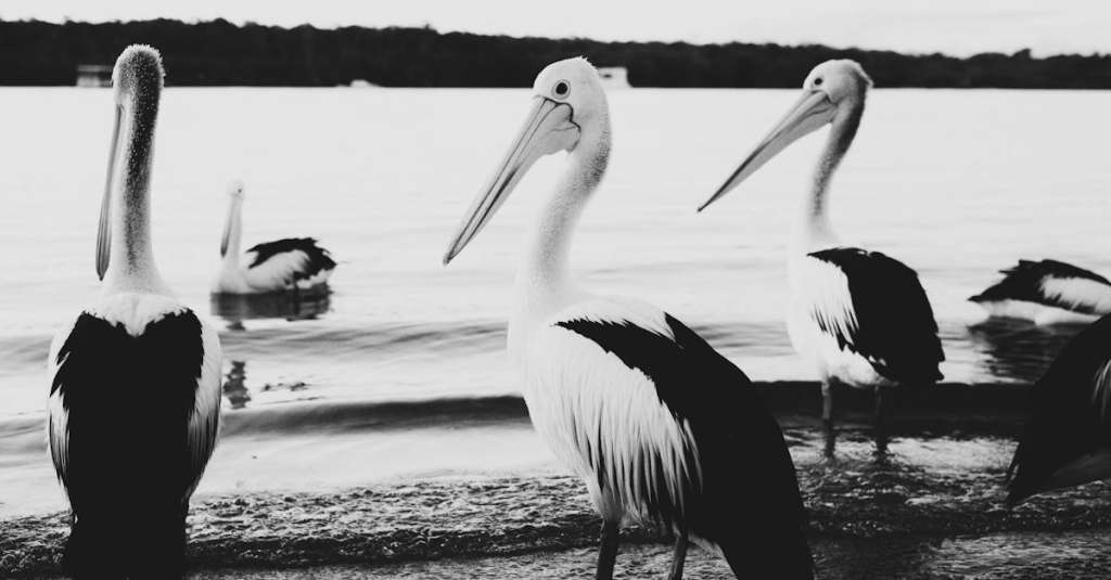 gratis-stockfoto-met-australie-beesten-buiten