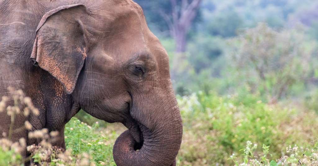 gratis-stockfoto-met-azie-bedreigde-beest