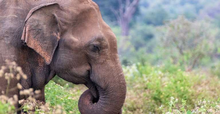 gratis-stockfoto-met-azie-bedreigde-beest