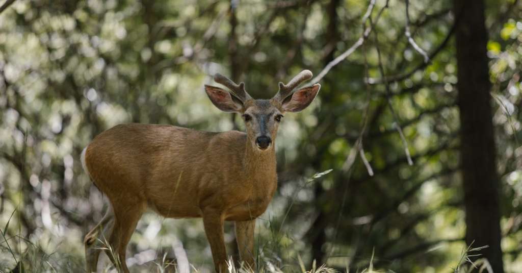 gratis-stockfoto-met-beest-bomen-bos