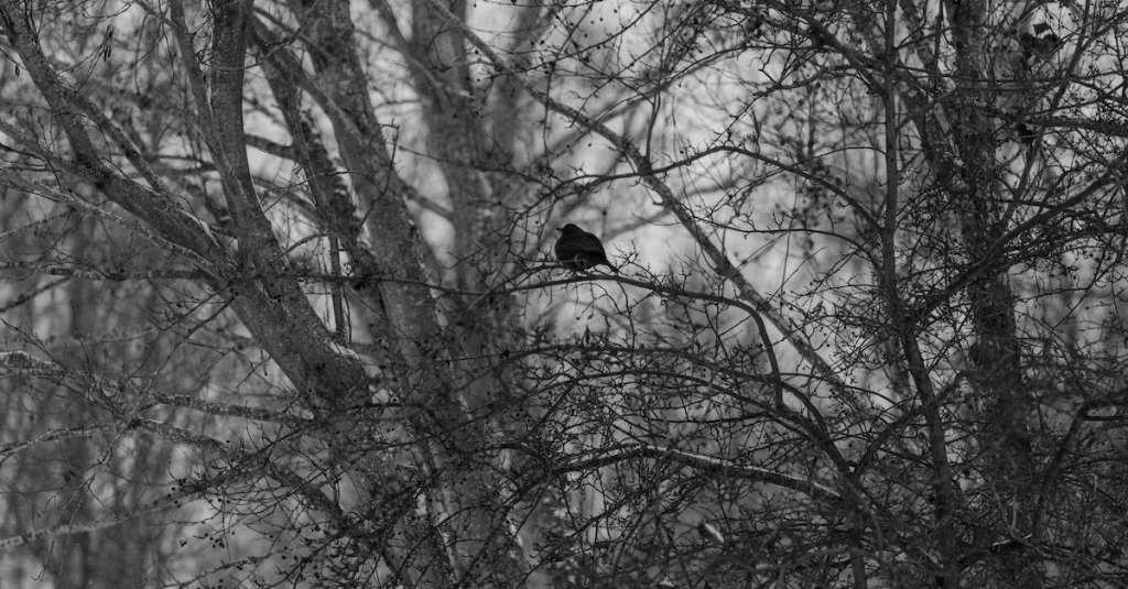 gratis-stockfoto-met-beest-boom-bos-1