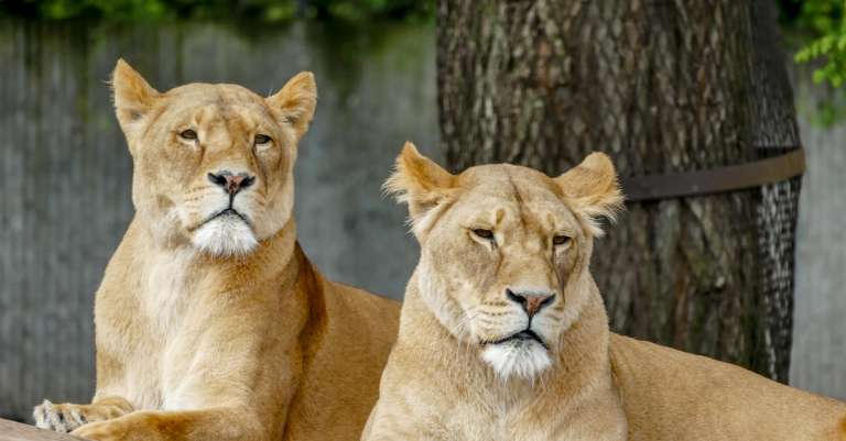 gratis-stockfoto-met-beest-carnivoor-denemarken