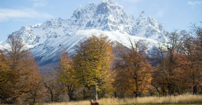 gratis-stockfoto-met-besneeuwd-besneeuwde-berg-bruin-paard