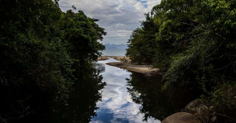 gratis-stockfoto-met-blad-boom-brug