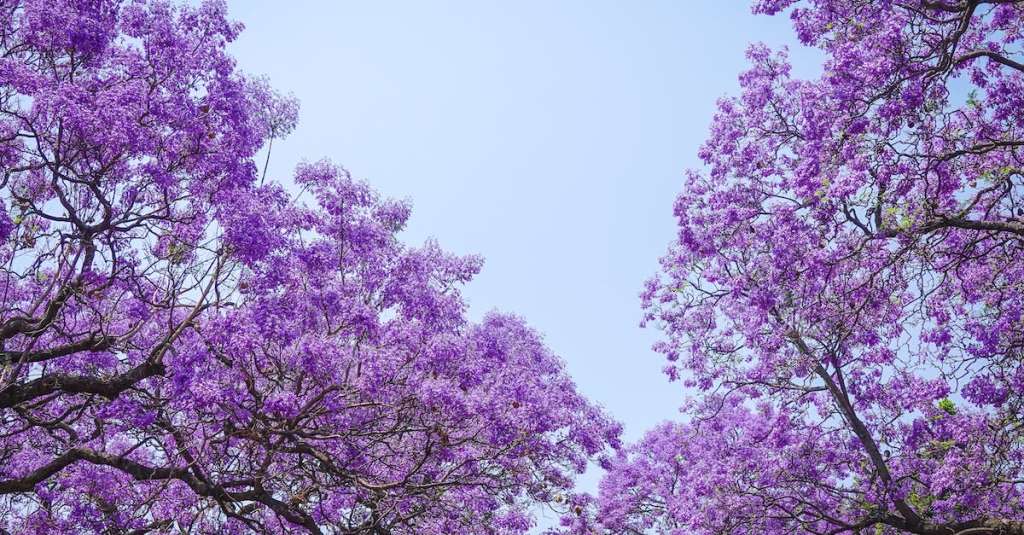 gratis-stockfoto-met-blauwe-lucht-bloeiend-bloemen