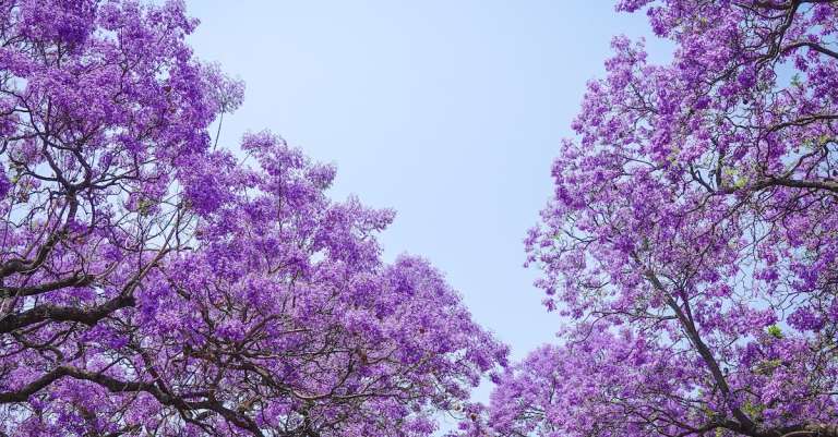 gratis-stockfoto-met-blauwe-lucht-bloeiend-bloemen