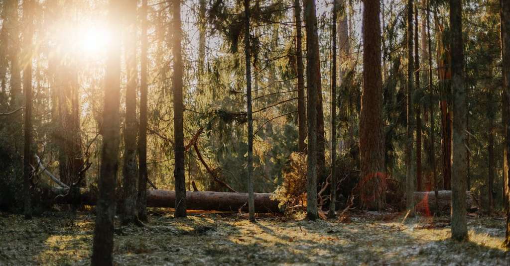 gratis-stockfoto-met-bomen-bos-bossen