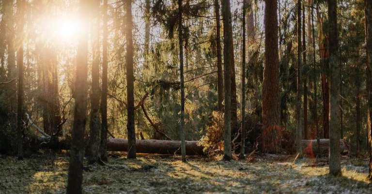 gratis-stockfoto-met-bomen-bos-bossen