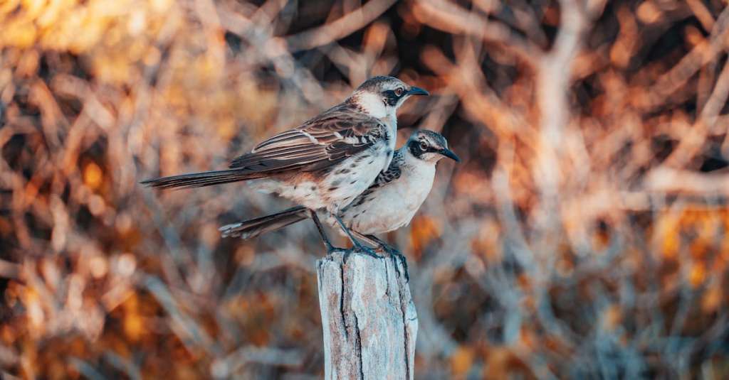 gratis-stockfoto-met-dieren-in-het-wild-ecuador-galapagos-1