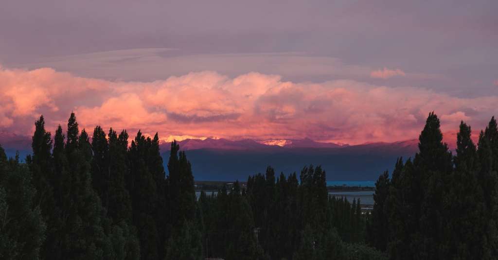 groene-pijnbomen-22