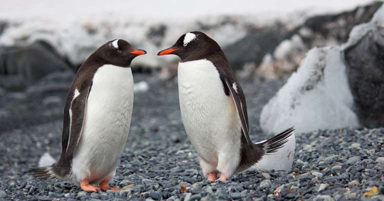 selectieve-focusfotografie-van-twee-pinguins