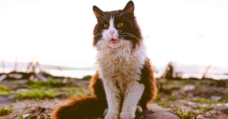 witte-en-bruine-kat
