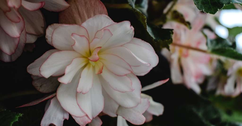 witte-en-roze-bloem-in-macro-opname