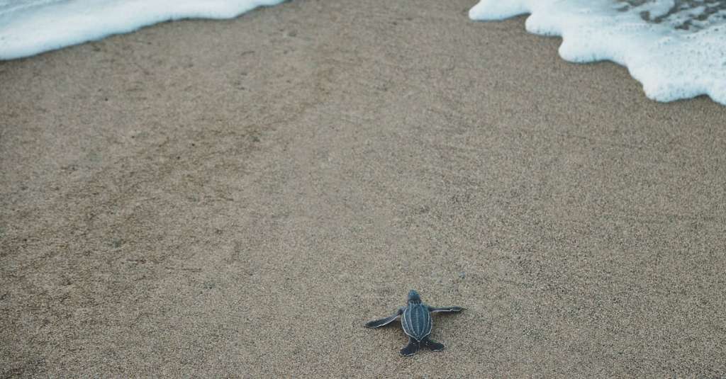 zwarte-en-grijze-zeeschildpad-op-bruin-zand
