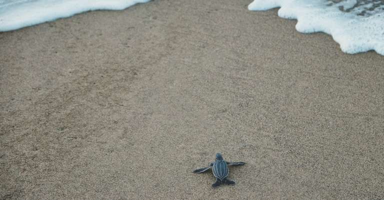 zwarte-en-grijze-zeeschildpad-op-bruin-zand