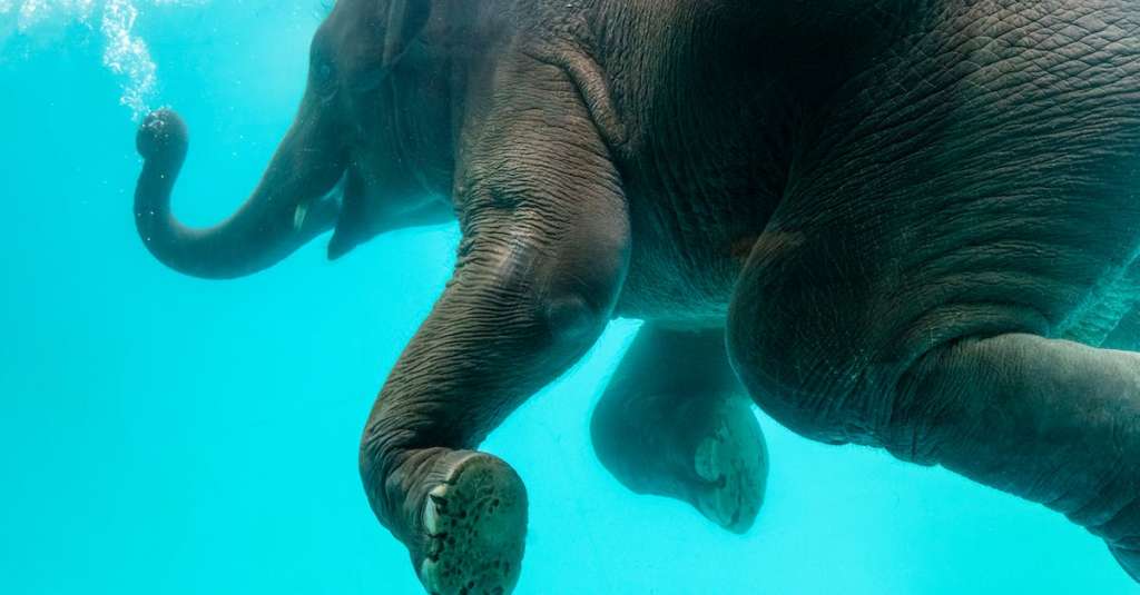 gratis-stockfoto-met-alleen-aqua-beest-1