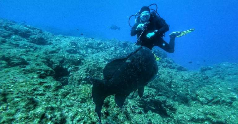 gratis-stockfoto-met-azoren-duiken-duiker-1