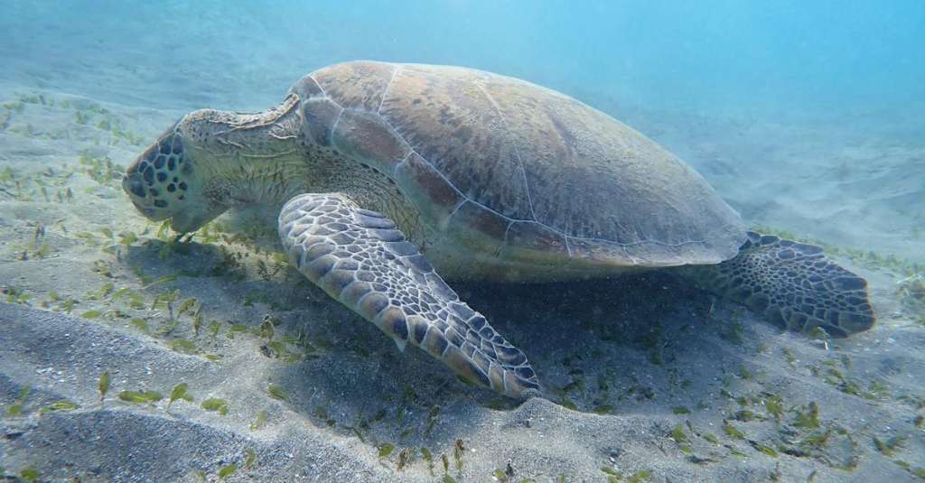 gratis-stockfoto-met-beest-dieren-in-het-wild-egypte-1