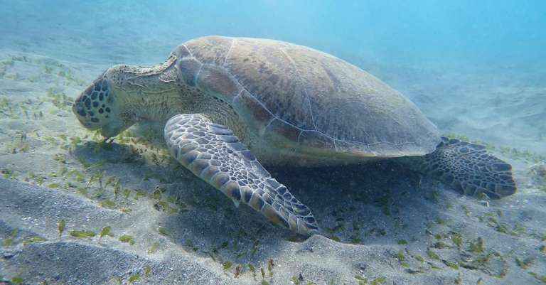 gratis-stockfoto-met-beest-dieren-in-het-wild-egypte