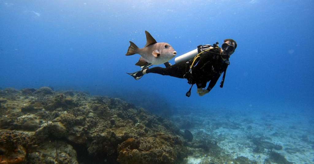 gratis-stockfoto-met-cozumel-duiker-humor-5