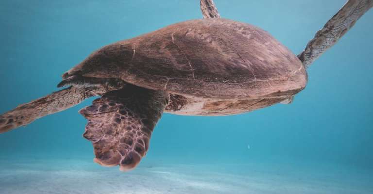 schildpad-drijvend-in-blauwe-zee