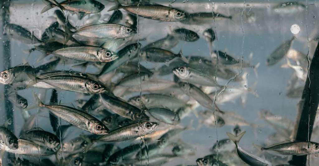 school-van-vissen-in-aquarium