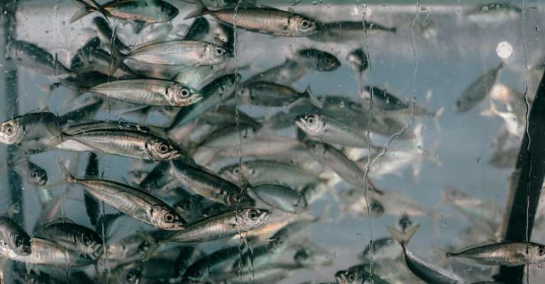 school-van-vissen-in-aquarium